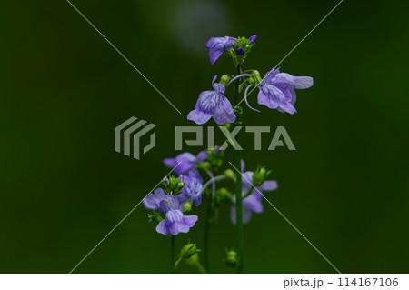 オオバコ科マツバウンランの紫色の花 114167106