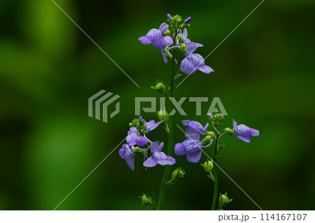 オオバコ科マツバウンランの紫色の花 オオバコ科マツバウンランの紫色の花 114167107