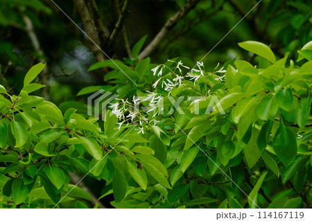 モクセイ科ヒトツバタゴの白い花 114167119