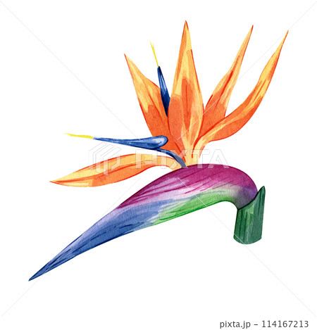 Bird of paradise Watercolor illustration of tropical flower strelitzia isolated on white background. Hand drawn exotic floral. Bird of paradise. Perfect clipart element for greeting cards 114167213