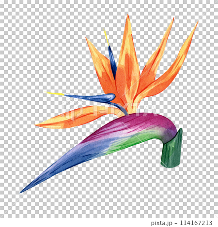 Bird of paradise Watercolor illustration of tropical flower strelitzia isolated on white background. Hand drawn exotic floral. Bird of paradise. Perfect clipart element for greeting cards 114167213