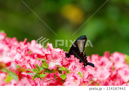 ツツジの花で吸蜜するタテハチョウ科カラスアゲハ♂ 114167441