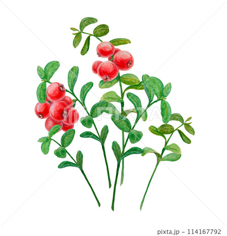 Wild red berries watercolor hand drawn botanical realistic illustration. Forest cranberry, cowberry branch isolated clip art. Great for printing on fabric, postcards, invitations, menus, prints Wild red berries watercolor hand drawn botanical realistic illustration. Forest cranberry, cowberry branch isolated clip art. Great for printing on fabric, postcards, invitations, menus, prints 114167792