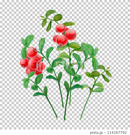 Wild red berries watercolor hand drawn botanical realistic illustration. Forest cranberry, cowberry branch isolated clip art. Great for printing on fabric, postcards, invitations, menus, prints 114167792