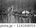 アヒル　2羽　水辺 114168059