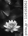 ハスの花　蓮　モノクロ 114168062