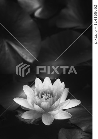 ハスの花　蓮　モノクロ 114168062