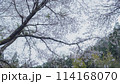 桜の木　満開　 114168070