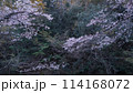 桜の木　枝 114168072