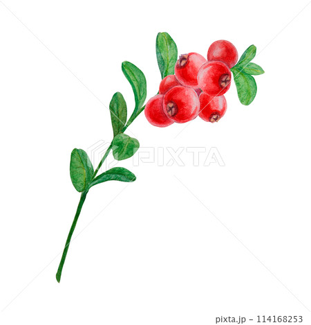 Wild red berries watercolor hand drawn botanical realistic illustration. Forest cranberry, cowberry branch isolated clip art. Great for printing on fabric, postcards, invitations, menus, prints Wild red berries watercolor hand drawn botanical realistic illustration. Forest cranberry, cowberry branch isolated clip art. Great for printing on fabric, postcards, invitations, menus, prints 114168253