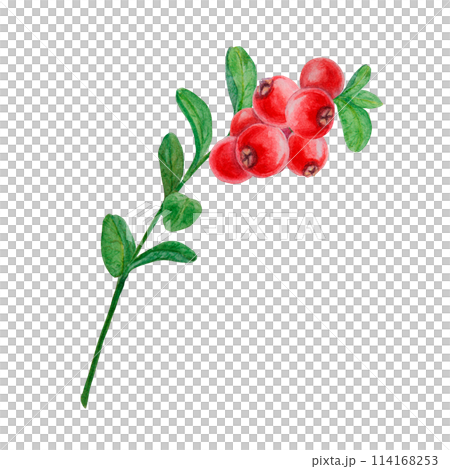 Wild red berries watercolor hand drawn botanical realistic illustration. Forest cranberry, cowberry branch isolated clip art. Great for printing on fabric, postcards, invitations, menus, prints Wild red berries watercolor hand drawn botanical realistic illustration. Forest cranberry, cowberry branch isolated clip art. Great for printing on fabric, postcards, invitations, menus, prints 114168253