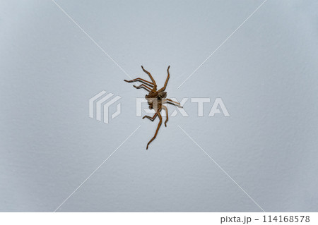 Spider on the ceiling in the night room, arachnophobia is the fear of spiders and other arachnids 114168578