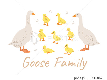 Cute doodle goose family members. Hand drawn linear male and female goose and adorable goslings in different poses, isolated on white. Stylized vector cartoon illustration. Domestic farm birds Cute doodle goose family members. Hand drawn linear male and female goose and adorable goslings in different poses, isolated on white. Stylized vector cartoon illustration. Domestic farm birds 114168625
