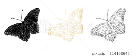 Butterfly black ink line art, silhouette illustrations and gold foil. Insect set for coloring page, tattoo, hand drawn stickers, coloring page. Vector illustration, isolate on white background Butterfly black ink line art, silhouette illustrations and gold foil. Insect set for coloring page, tattoo, hand drawn stickers, coloring page. Vector illustration, isolate on white background 114168643