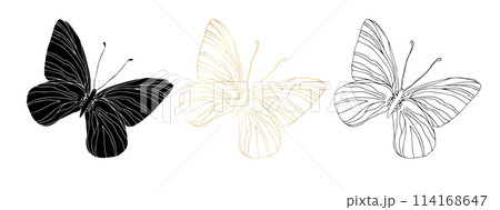 Butterfly black ink line art, silhouette illustrations and gold foil. Insect set for coloring page, tattoo, hand drawn stickers, coloring page. Vector illustration, isolate on white background Butterfly black ink line art, silhouette illustrations and gold foil. Insect set for coloring page, tattoo, hand drawn stickers, coloring page. Vector illustration, isolate on white background 114168647
