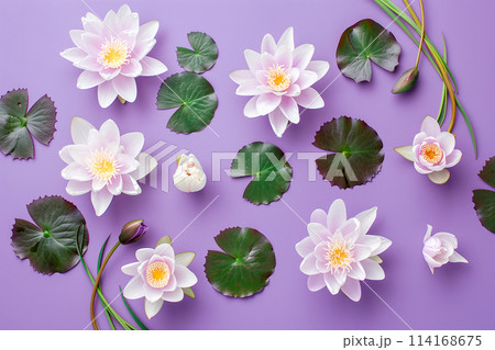 A vivid pink Water Lily or Lotus Flower showcasing its petals and striking yellow stamens against green leaves 114168675