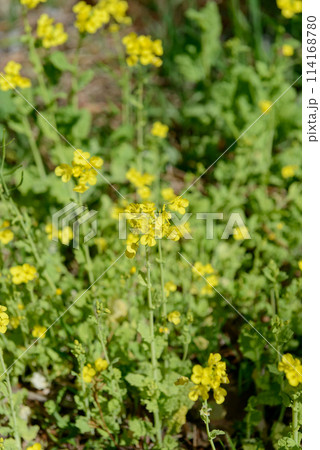 菜の花、黄色い花、春の訪れを告げる花 114168780