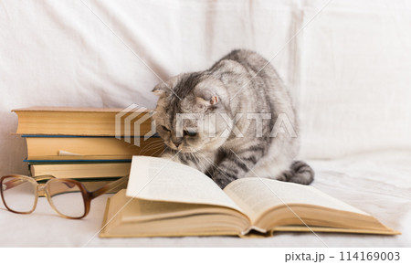 Cute cat plays with glasses and open books close up Cute cat plays with glasses and open books close up 114169003