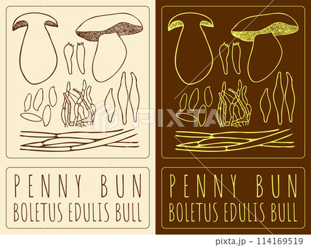 Vector drawing PENNY BUN. Hand drawn illustration. The Latin name is BOLETUS EDULIS BULL Vector drawing PENNY BUN. Hand drawn illustration. The Latin name is BOLETUS EDULIS BULL 114169519
