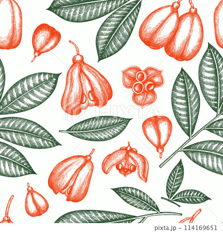 Hand drawn sketch style ackee seamless pattern. Organic fresh food vector illustration. Retro exotic fruit background. Hand drawn sketch style ackee seamless pattern. Organic fresh food vector illustration. Retro exotic fruit background. 114169651