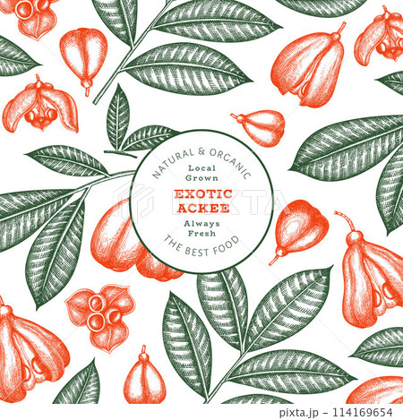 Hand drawn sketch style ackee banner. Organic fresh food vector illustration. Retro exotic fruit design template. Engraved style botanical background. 114169654
