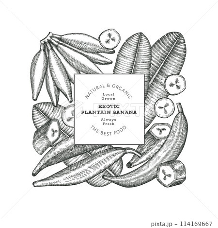 Hand drawn sketch style plantain banner. Organic fresh fruit vector illustration. Retro exotic banana fruit design template 114169667