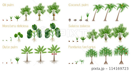 Set of growth cycles of palm trees on a white background. 114169723