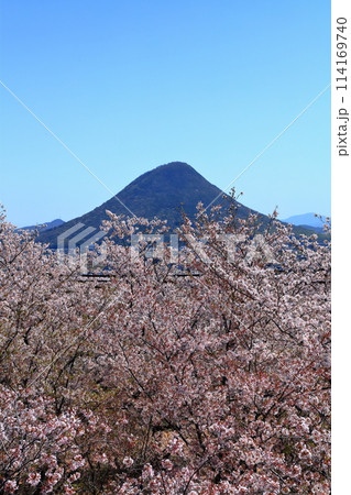 【香川県】丸亀城本丸から見た二の丸に咲く桜と飯野山（讃岐富士） 114169740