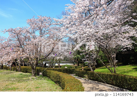 【香川県】桜咲く春の丸亀城(玄関先御門) 【香川県】桜咲く春の丸亀城(玄関先御門) 114169743
