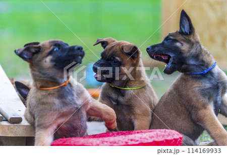 Group of playing belgian shepherd malinois puppies Group of playing belgian shepherd malinois puppies 114169933