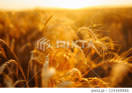 Golden spikelets of wheat in the field at sunset. Agricultural concept. Harvest nature growth. 114169988