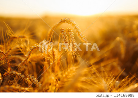 Golden spikelets of wheat in the field at sunset. Agricultural concept. Harvest nature growth. 114169989