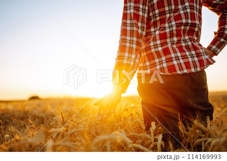 Amazing view with Man With His Back To The Viewer In A Field Of Wheat Touched By The Hand Of Spikes. 114169993