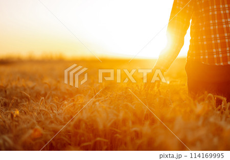 Amazing view with Man With His Back To The Viewer In A Field Of Wheat Touched By The Hand Of Spikes. 114169995