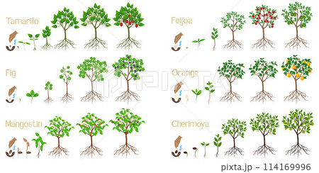 Set of growth cycles of exotic trees on a white background. 114169996
