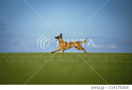 Walking young belgian shepherd malinois Walking young belgian shepherd malinois 114170268