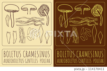 Vector drawing BOLETUS CRAMESINUS. Hand drawn illustration. The Latin name is AUREOBOLETUS GENTILIS POUZAR Vector drawing BOLETUS CRAMESINUS. Hand drawn illustration. The Latin name is AUREOBOLETUS GENTILIS POUZAR 114170411
