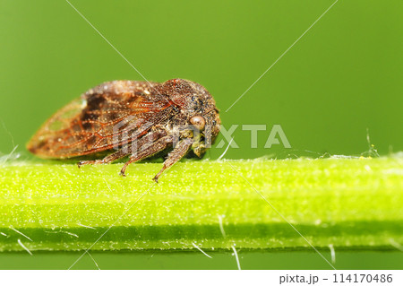 トビイロツノゼミ 114170486