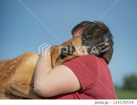 Adult woman hugging an elderly Belgian Malinois Shepherd dog Adult woman hugging an elderly Belgian Malinois Shepherd dog 114170559