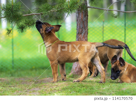Belgian shepherd malinois puppy in the garden 114170570