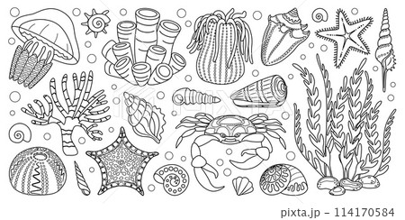Set doodle marine animals and plants, underwater ecosystem elements Coloring page 114170584