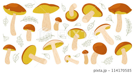 Suillus mushroom set. Edible fungus. Cartoon flat style isolated on the white Suillus mushroom set. Edible fungus. Cartoon flat style isolated on the white 114170585