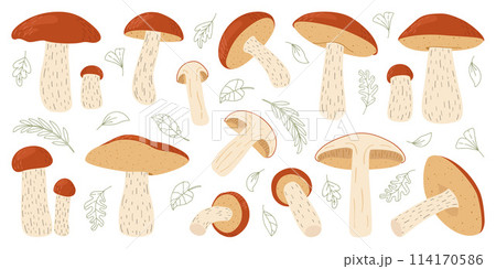 Orange birch bolete mushroom set. Leccinum fungi Orange birch bolete mushroom set. Leccinum fungi 114170586