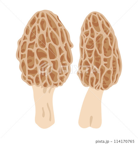 Two morel mushrooms. Hand drawn trendy flat style. Vegetarian food Two morel mushrooms. Hand drawn trendy flat style. Vegetarian food 114170765