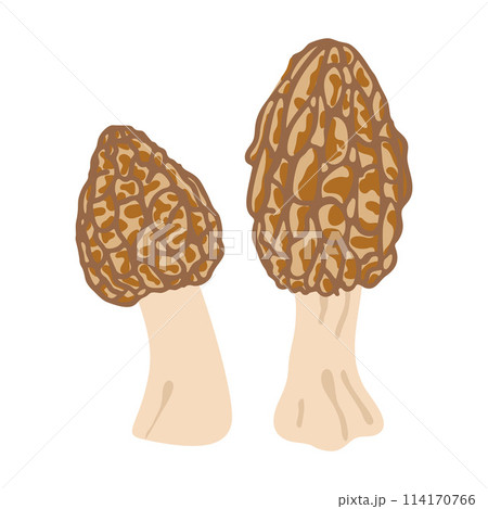 Two morel mushrooms. Hand drawn trendy flat style. Vegetarian food 114170766