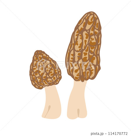 Two morel mushrooms. Hand drawn trendy flat style. Vegetarian food 114170772