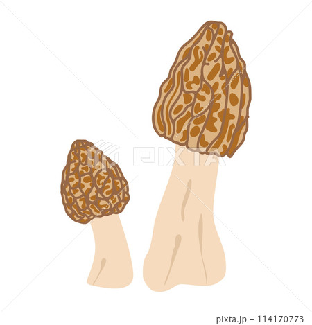 Two morel mushrooms. Hand drawn trendy flat style. Vegetarian food 114170773