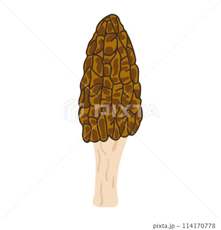 Morel mushrooms. Hand drawn trendy flat style. Vegetarian food Morel mushrooms. Hand drawn trendy flat style. Vegetarian food 114170778