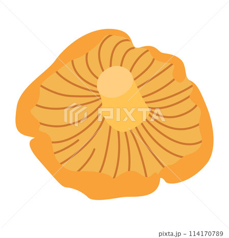Chanterelle mushrooms. Hand drawn trendy flat style. Doodle of autumn forest harvest. 114170789