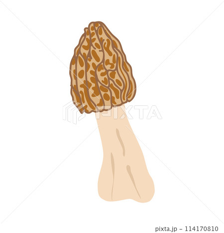 Morel mushrooms. Hand drawn trendy flat style. Vegetarian food Morel mushrooms. Hand drawn trendy flat style. Vegetarian food 114170810